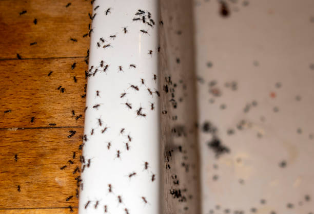 Best Flea Control Services  in Bonner West Riverside, MT
