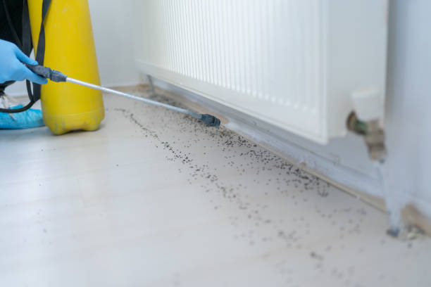 Reliable Bonner West Riverside, MT Pest Control Solutions