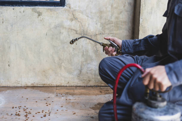 Wasp Removal Services in Bonner West Riverside, MT